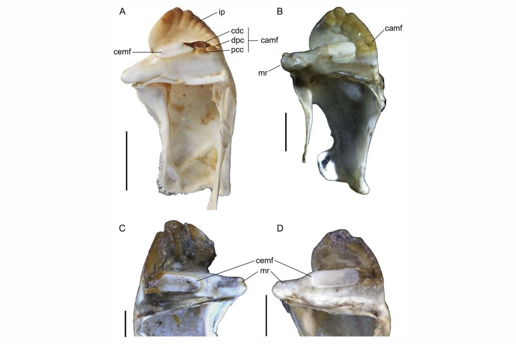 Mandíbulas internas de cangrejos de río modernos del grupo Parastacidae