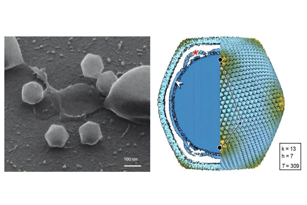 Imágenes de Jyvaskylavirus: una partícula viral que duplica en tamaño al virus de la gripe o al coronavirus
