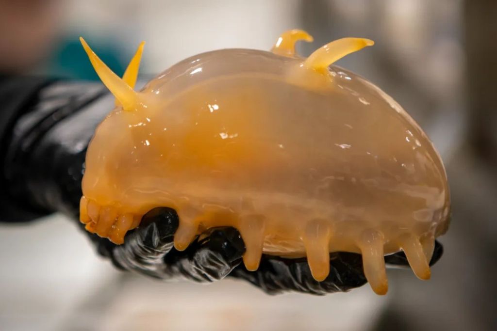 Entre los seres más insólitos extraídos del fondo marino por los científicos a bordo del RSV Nuyina se encontraban unos curiosos animales anaranjados conocidos como "cerditos de mar", una singular variedad de pepino de mar