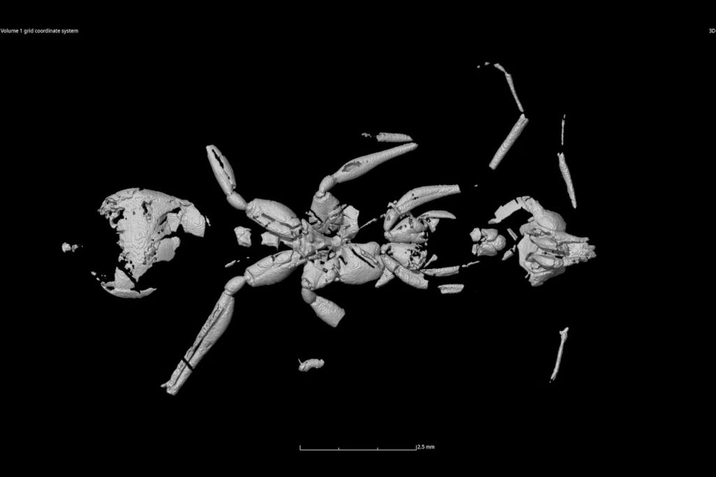Reconstrucción del fósil de la hormiga infernal mediante escaneo por tomografía computarizada