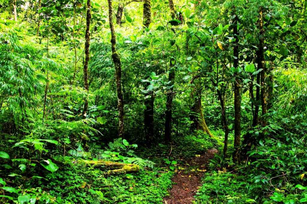 La exuberante selva tropical de Panamá