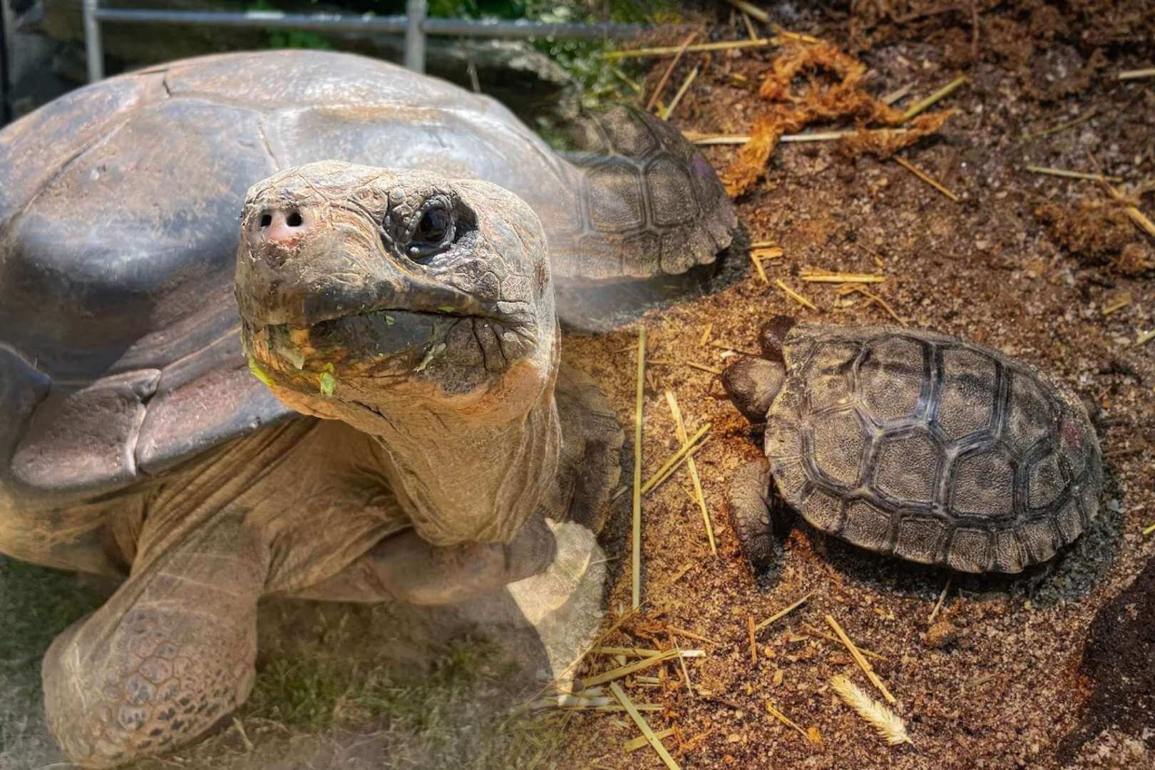 A sus 97 años, una tortuga en peligro crítico se convierte en madre por primera vez con cuatro crías