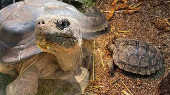A sus 97 años, una tortuga en peligro crítico se convierte en madre por primera vez con cuatro crías