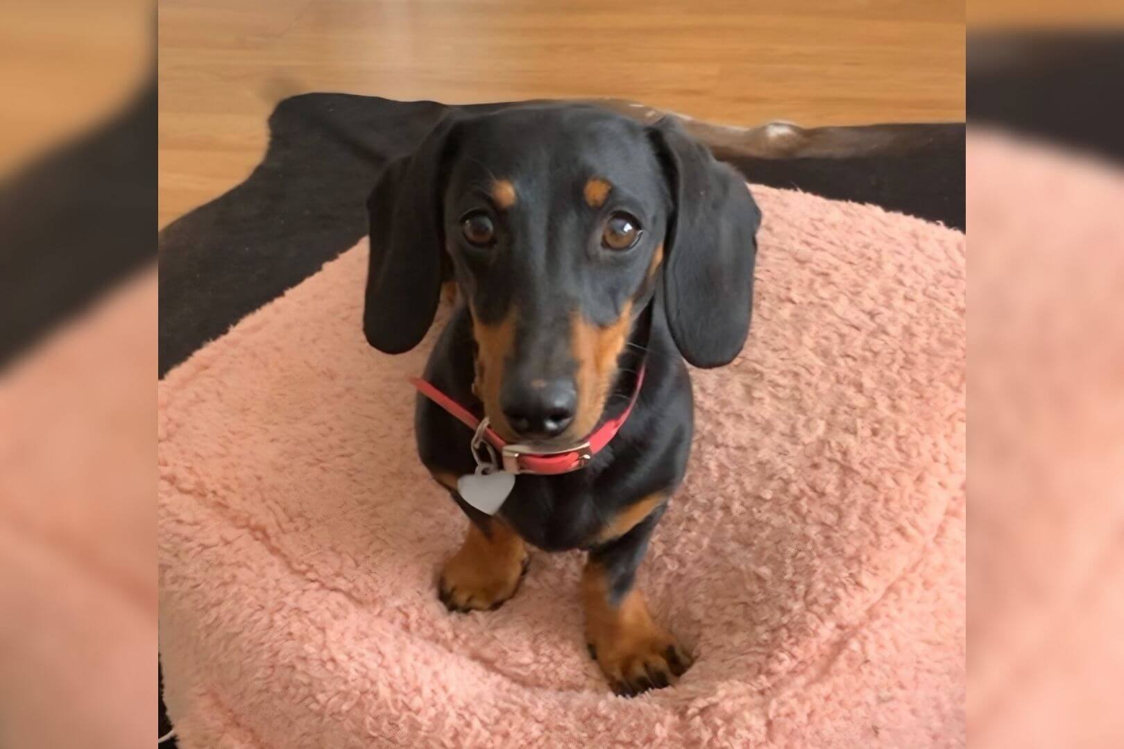 Una diminuta perrita salchicha logra sobrevivir 16 meses en una isla remota, pero sigue escapando de quienes intentan rescatarla