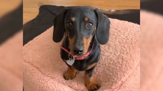 Una diminuta perrita salchicha logra sobrevivir 16 meses en una isla remota, pero sigue escapando de quienes intentan rescatarla