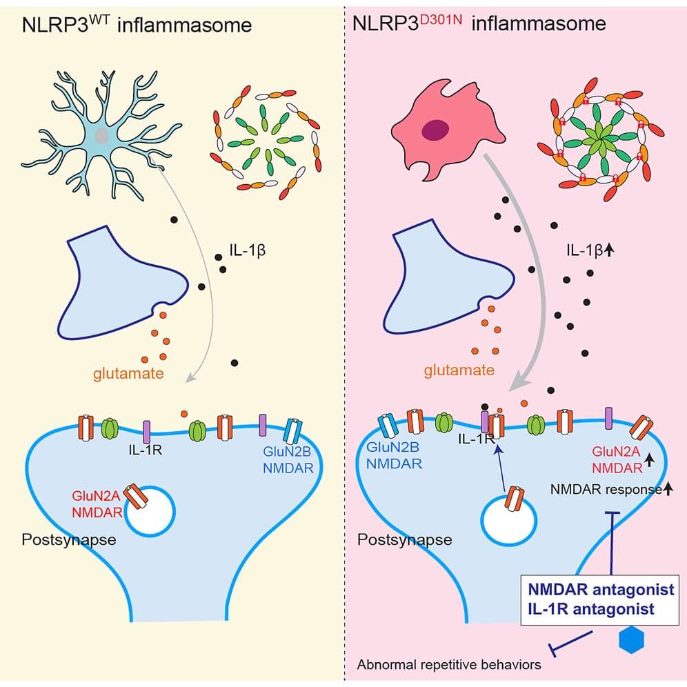 ¿La inflamación cerebral podría explicar las conductas repetitivas? Nuevas evidencias apuntan en esa dirección 
