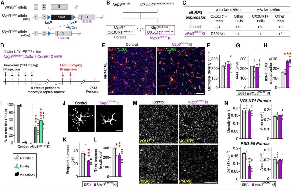 Gráfico estudio: Los ratones Nlrp3D301N-cKI presentan inflamación duradera y alteración de la función sináptica excitatoria