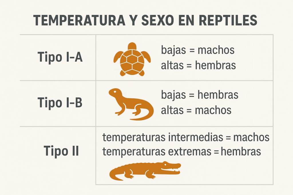 ¿Macho o hembra? La temperatura determina su destino 1.1