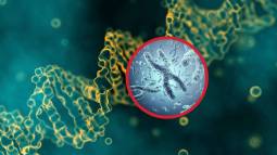 ¿Qué papel juegan los telómeros en la longevidad?