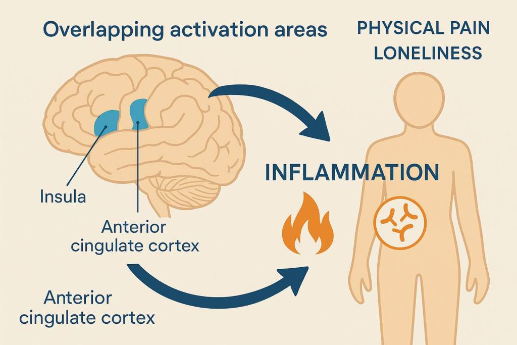 Soledad, dolor y cerebro