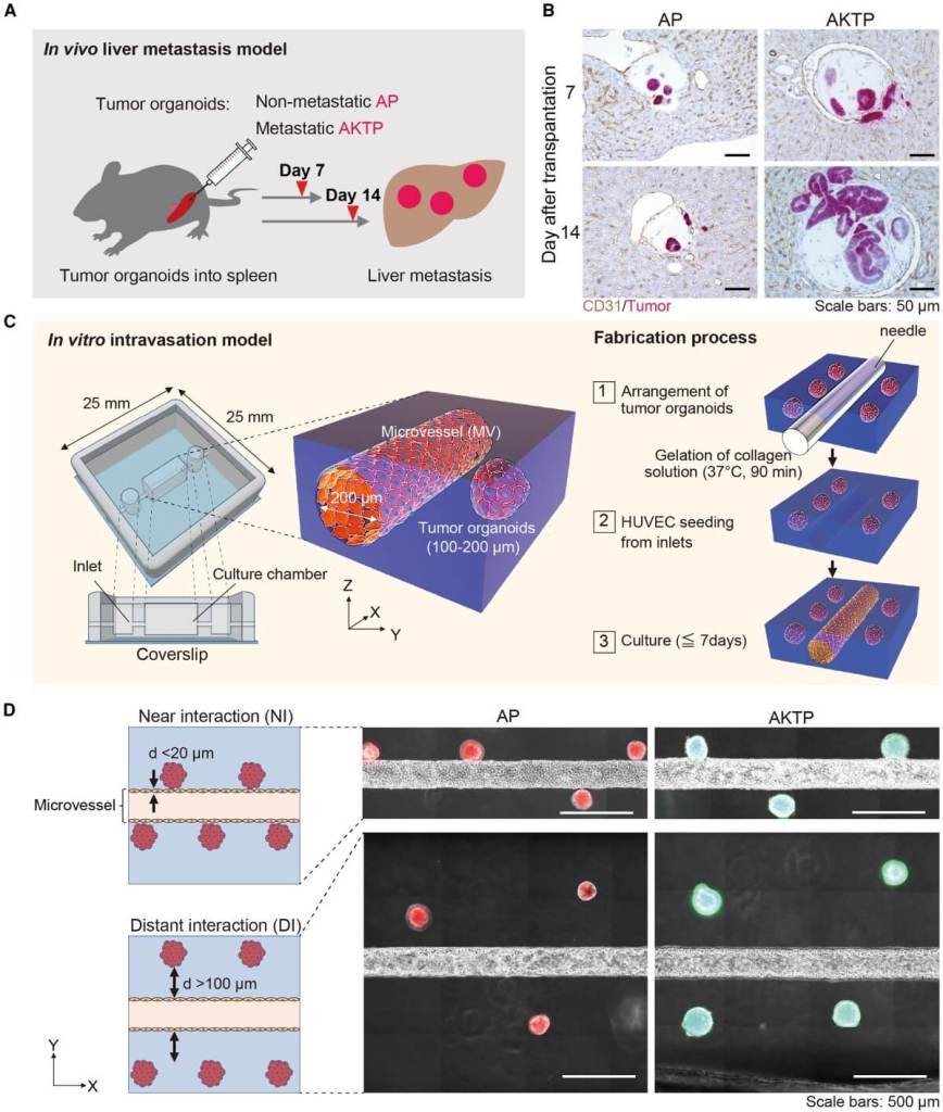 Así comienza la metástasis, científicos identifican cómo las células cancerosas invaden los vasos sanguíneos