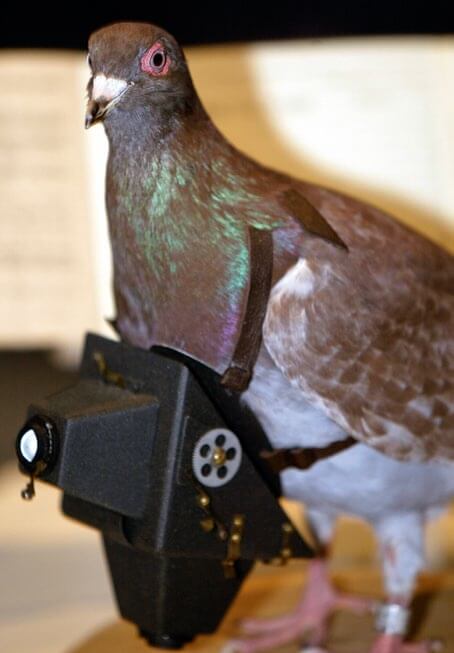 Cher Ami, heroína paloma mensajera de la IGM