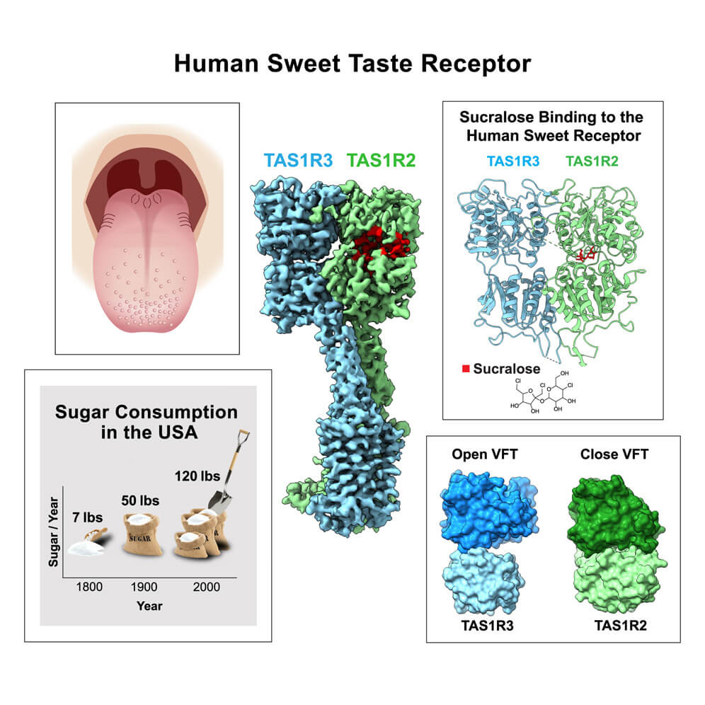 Descubren el misterio del sabor dulce, así funciona el receptor que hace irresistible el azúcar1.1