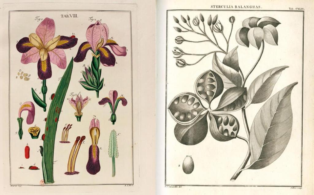 Dos ilustraciones botánicas del XVIII