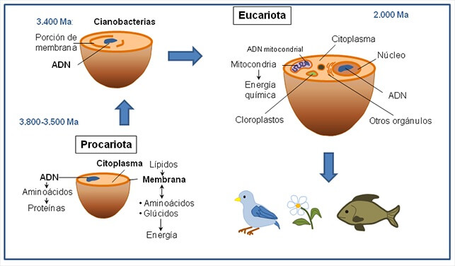 Figura 4: Fases iniciales de la aparición de la vida en la Tierra.