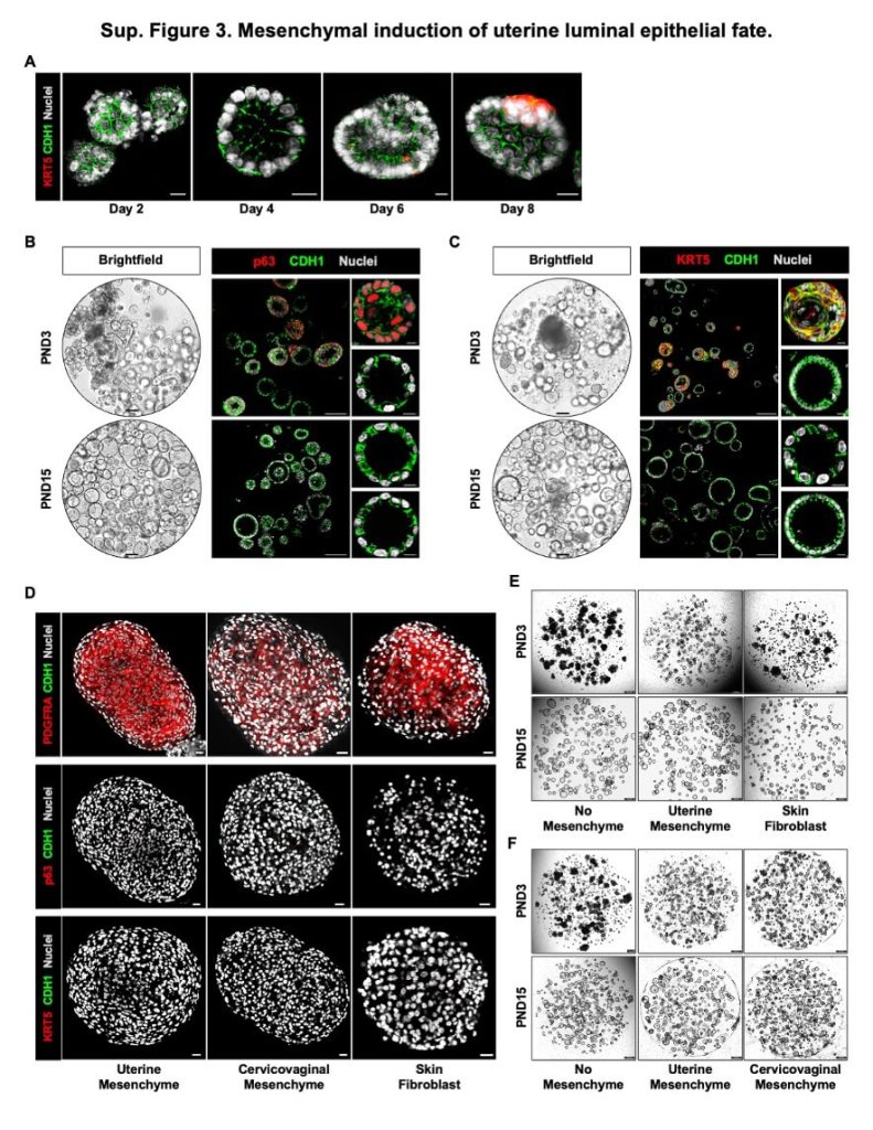 La estructura del útero revela sus secretos, científicos revelan cómo la comunicación celular define la salud uterina desde el nacimiento 3