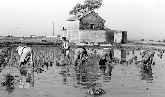 Agricultores valencianos en una plantación de arroz (1949)