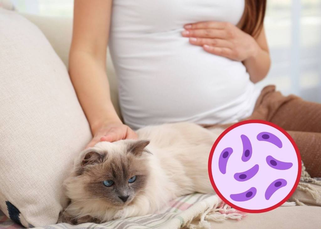 Toxoplasmosis congénita, el parásito silencioso que puede cruzar la placenta