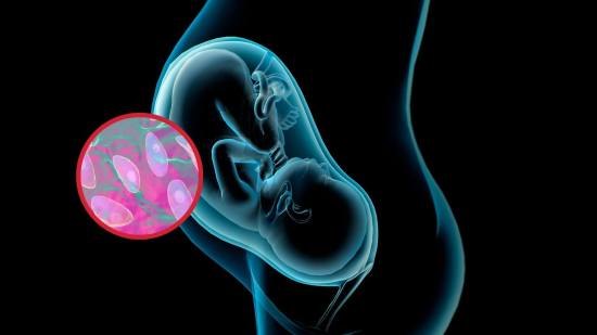 Toxoplasmosis congénita, el parásito silencioso que puede cruzar la placenta