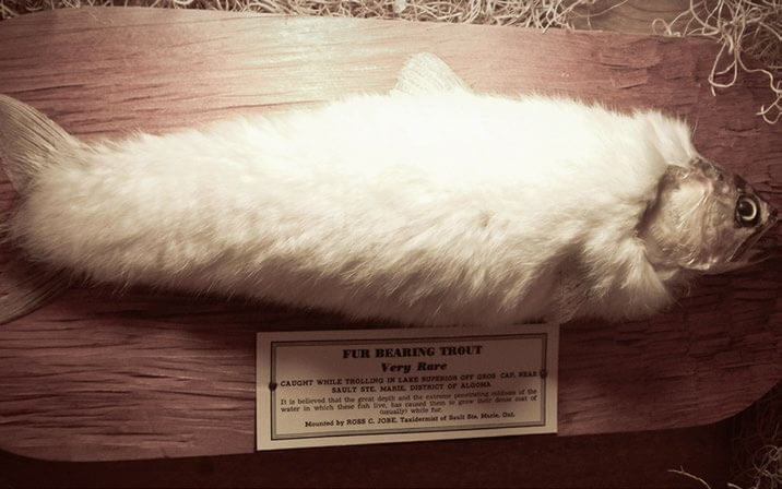 Trucha recubierta de pelo