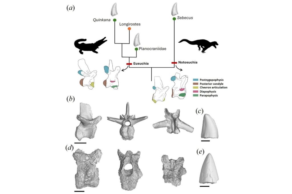 Relaciones evolutivas y comparativas en cocodrilos con dientes aserrados