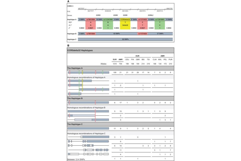 Vista esquemática del CCR5delta32 y de los haplotipos A, B y C relacionados
