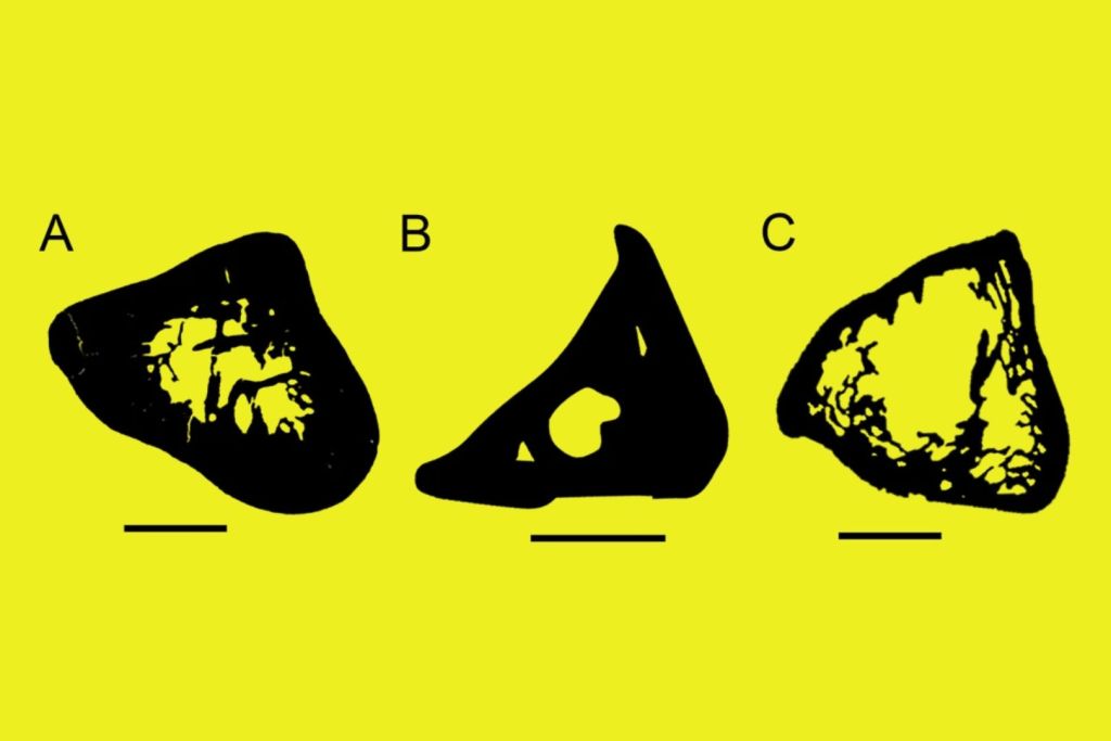 Una comparación en corte transversal revela las diferencias en el hueso del húmero de tres especies