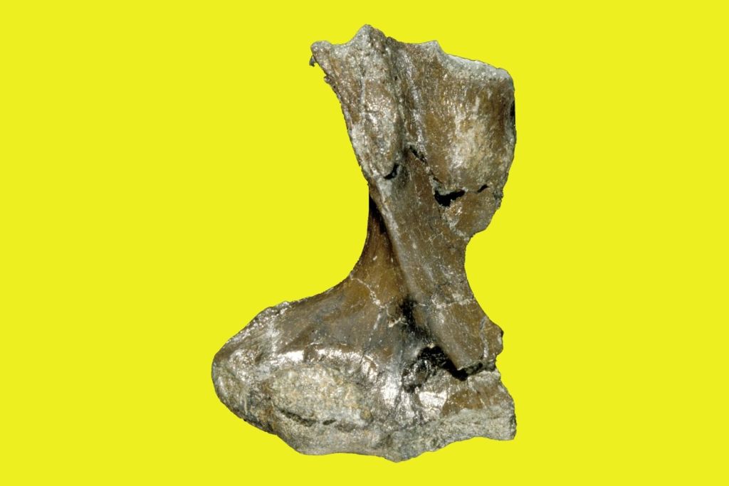 El húmero fosilizado, hallado en 1993 en el yacimiento de Dinosaur Cove, mostró en su interior rasgos propios de un animal semiacuático, similares a los del ornitorrinco actual, según determinaron los investigadores