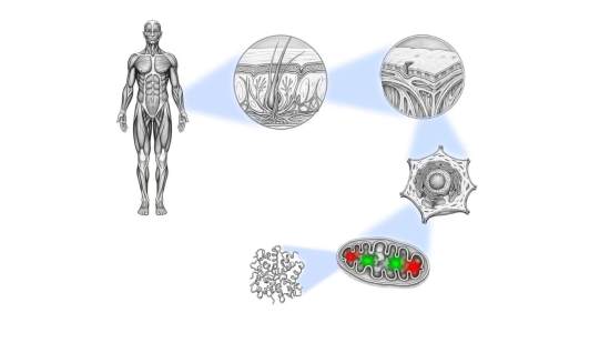 La célula y la criomicroscopía correlativa: así se revelan sus estructuras en tiempo real