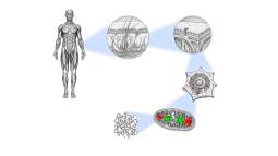 La célula y la criomicroscopía correlativa: así se revelan sus estructuras en tiempo real