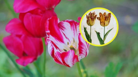Un fenómeno floral que desconcertó a botánicos y coleccionistas durante siglos, hoy explicado por la ciencia