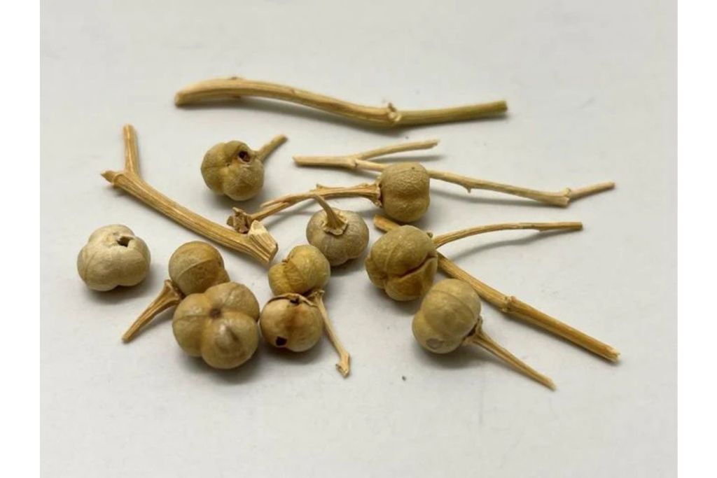 Fruto seco de Peganum harmala, evidencia de su uso con fines medicinales hace 2.700 años