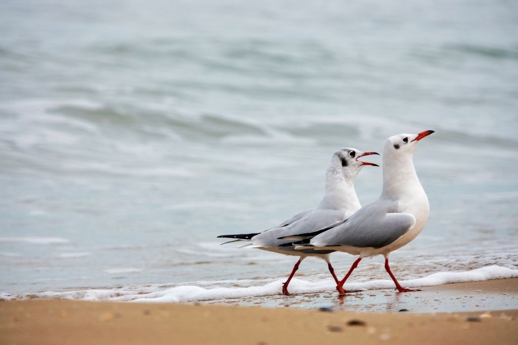 Fueron las gaviotas, con sus excrementos ricos en nitrógeno, las primeras en aportar nutrientes esenciales a la joven Surtsey
