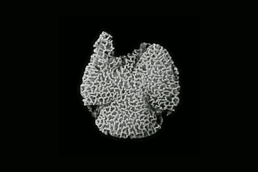 Este grano de polen tricolpado, hallado en sedimentos del Cretácico en Portugal y con una antigüedad de 123 millones de años, representa la evidencia más antigua conocida de una planta con flores