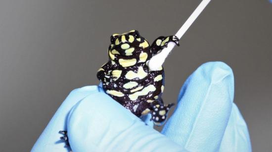 Científicos australianos descifran el genoma de una rana en peligro crítico para intentar evitar su extinción