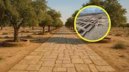 Vista panorámica realista de una antigua calzada de piedra en el desierto del Sinaí, flanqueada por hileras simétricas de árboles plantados en estructuras circulares de barro, representando el camino de entrada a la fortaleza egipcia de Tell Abu Sifi hace 2.000 años