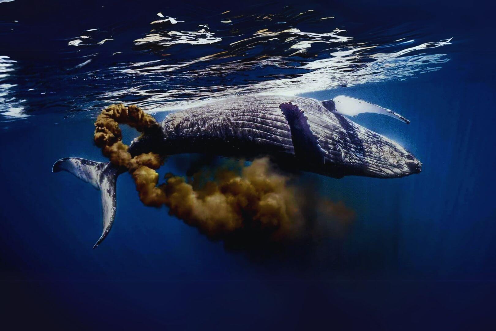 Investigaciones recientes revelan que estos excrementos contienen hierro y compuestos orgánicos que fertilizan el océano, estimulan el fitoplancton y ayudan a capturar carbono de la atmósfera