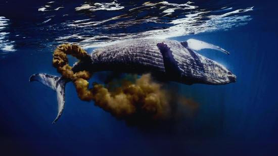 Investigaciones recientes revelan que estos excrementos contienen hierro y compuestos orgánicos que fertilizan el océano, estimulan el fitoplancton y ayudan a capturar carbono de la atmósfera