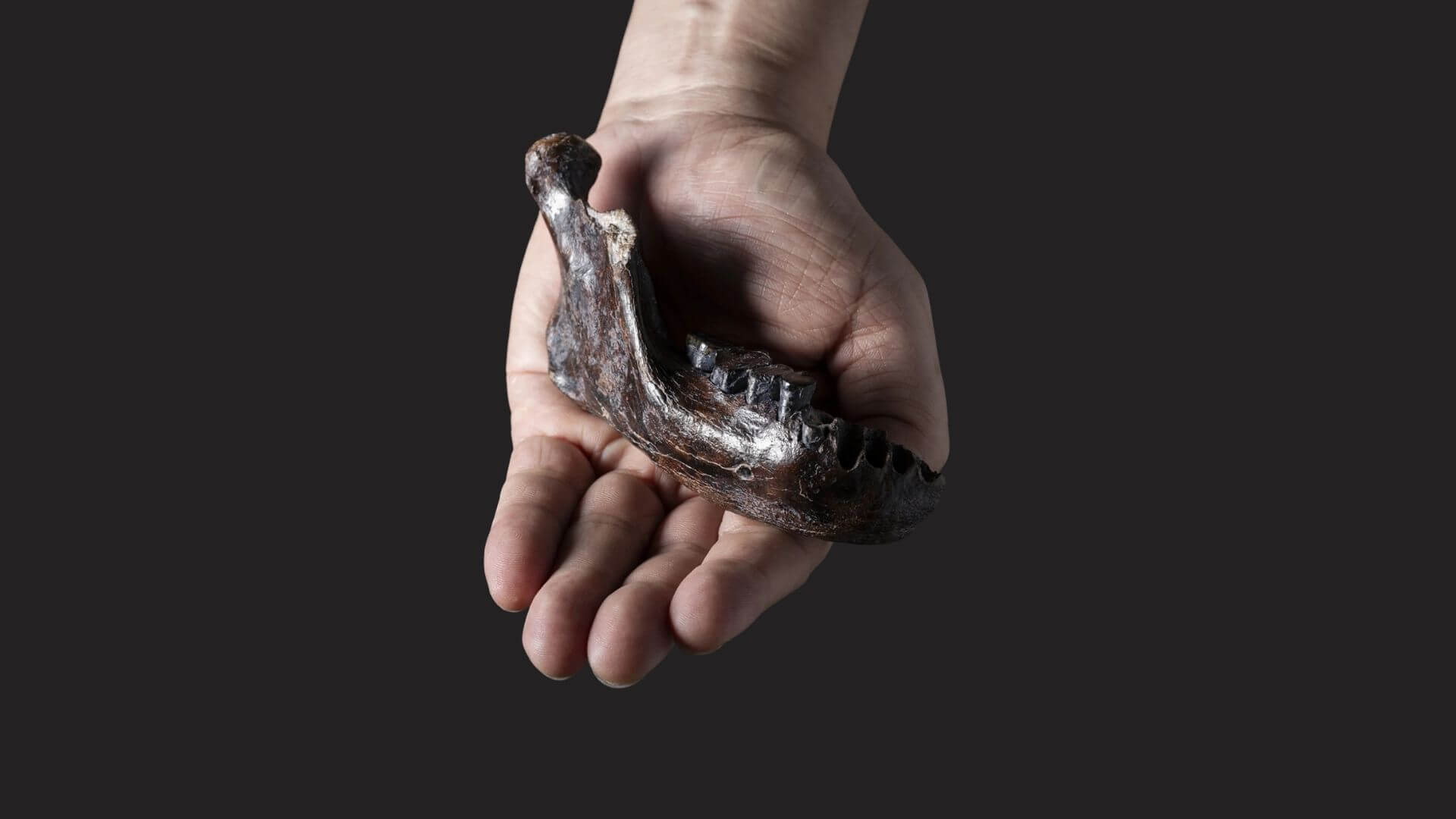 El investigador examina la mandíbula prehistórica que ha sido clave para confirmar la presencia Denisovana en Asia oriental