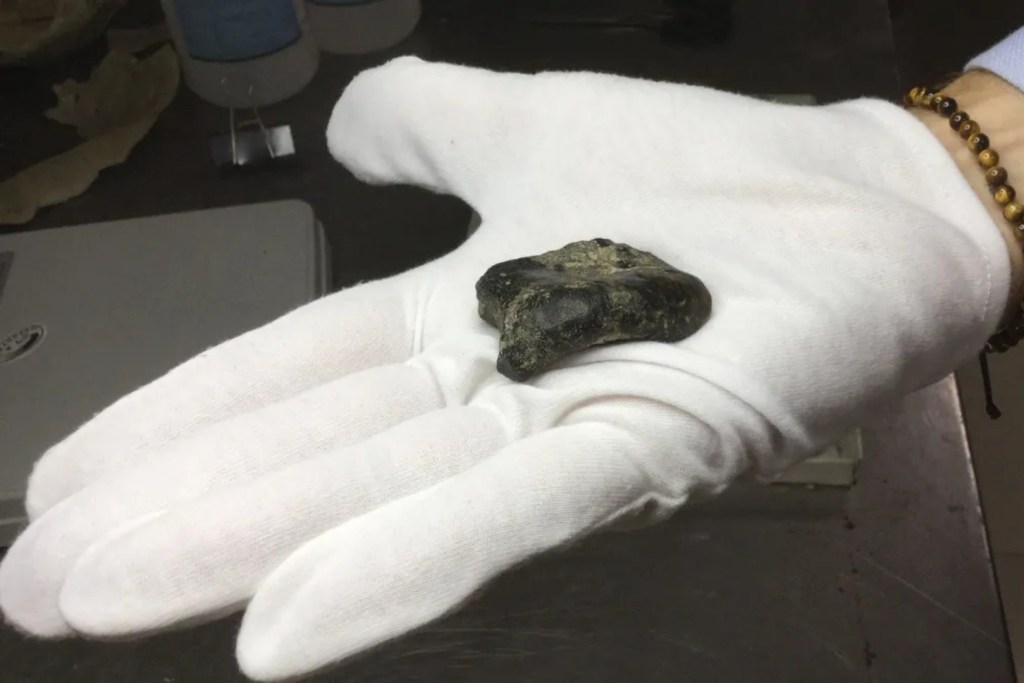 Un grupo de investigadores descubrió los restos de Homo erectus entre más de 6,000 fósiles extraídos del fondo del estrecho de Madura, en Indonesia