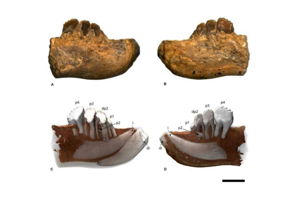 Vista lateral e interna de la mandíbula fósil SHN.830. El modelo 3D muestra un incisivo aún sin emerger