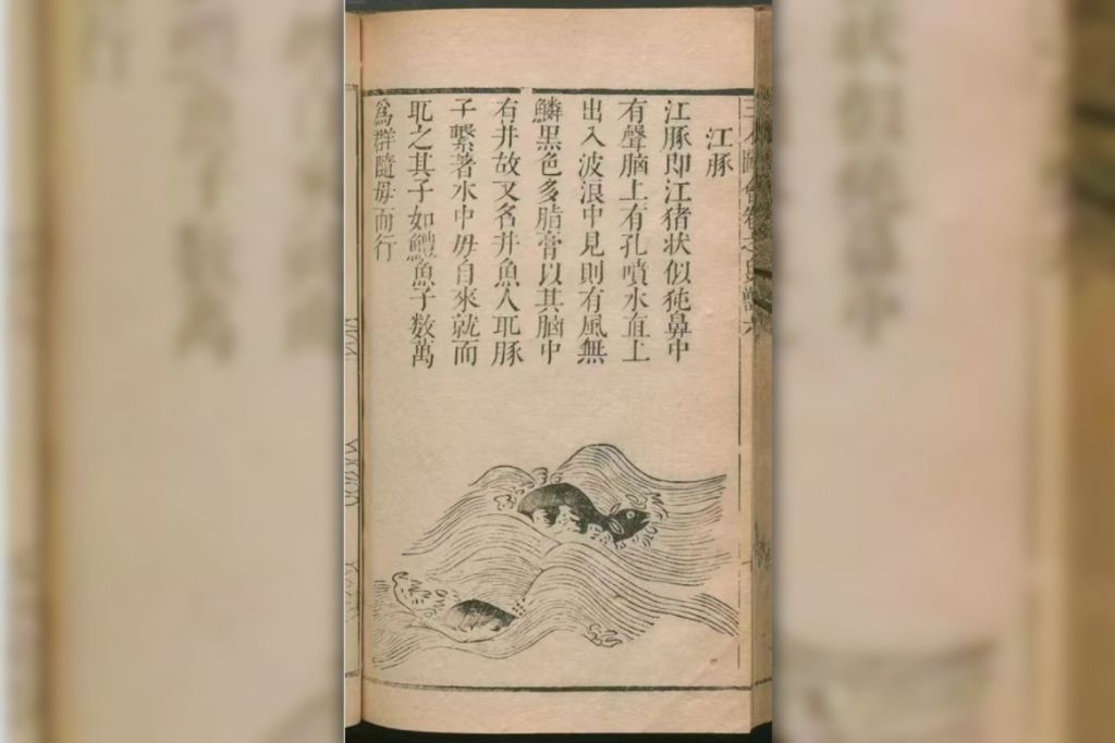 Ilustración xilográfica de la dinastía Ming del Sancai Tuhui, que representa con detalle al delfín sin aleta del Yangtsé y su comportamiento