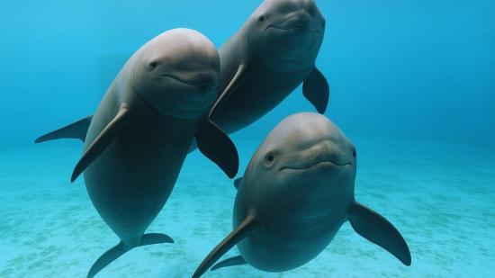 Poemas milenarios de China desvelan el declive silencioso del último delfín de agua dulce del mundo