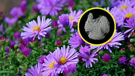 Las flores comenzaron a florecer en la Tierra 2 millones de años antes de lo que se creía hasta ahora