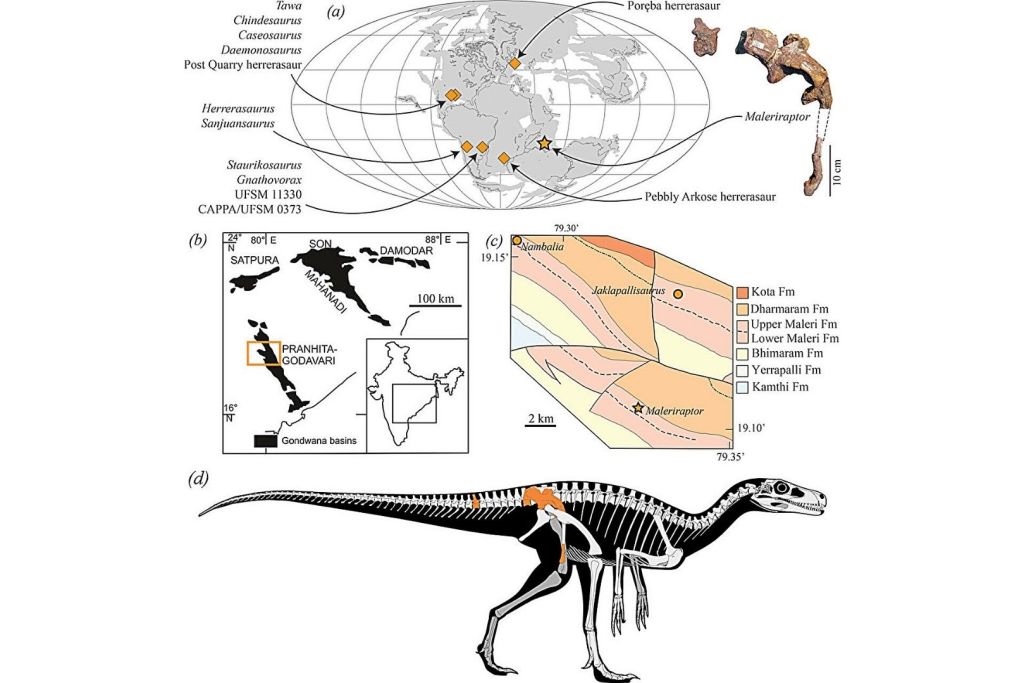 Distribución geográfica y estratigráfica, junto con los restos óseos conservados de Maleriraptor kuttyi