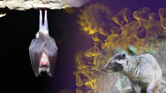 La evolución de los virus en murciélagos apunta a un origen natural de la COVID-19, con una transmisión a humanos facilitada por el comercio de animales salvajes