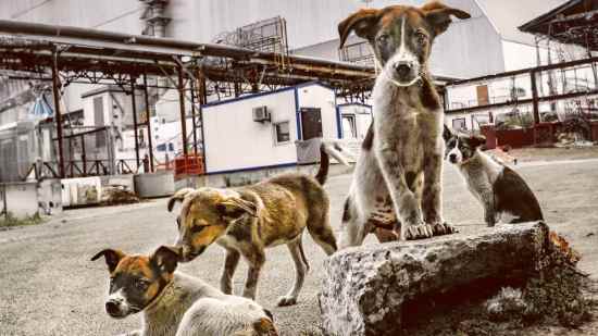 Perros callejeros en la zona de exclusión de Chernóbil, símbolo de adaptación genética tras el desastre nuclear.