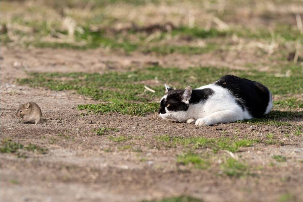 ¿Juego, instinto o comunicación entre perros y gatos? Estos comportamientos de tu mascota siguen siendo un misterio