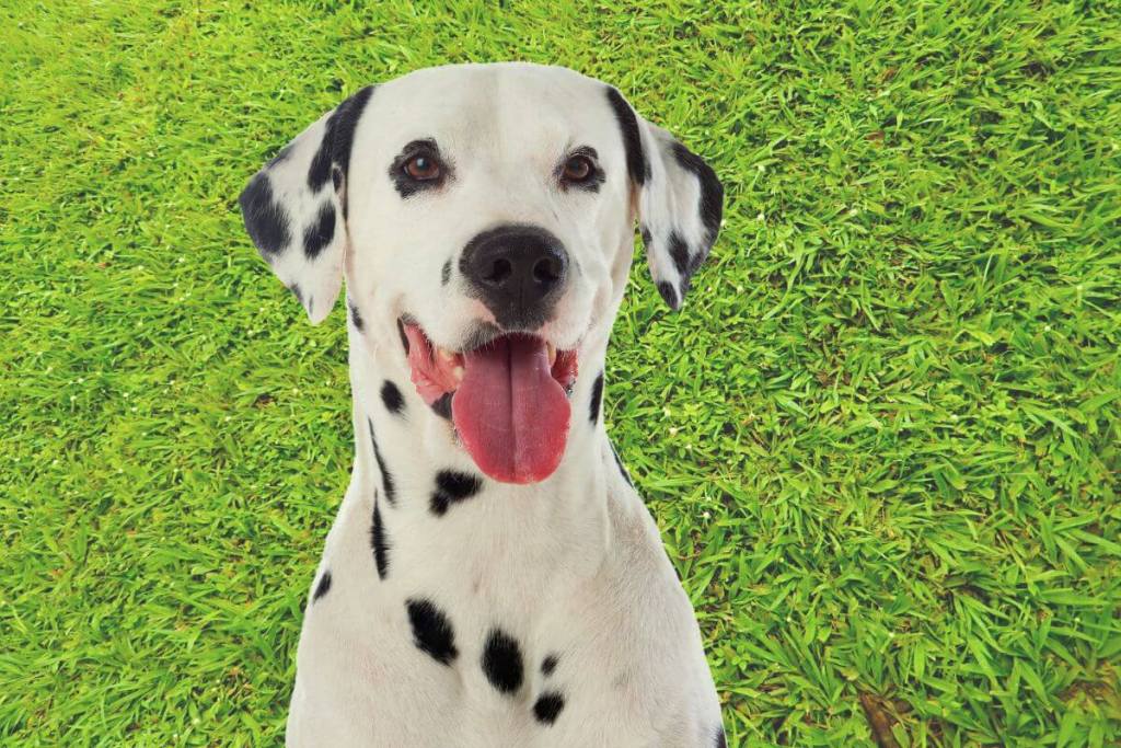 ¿Juego, instinto o comunicación entre perros y gatos? Estos comportamientos de tu mascota siguen siendo un misterio