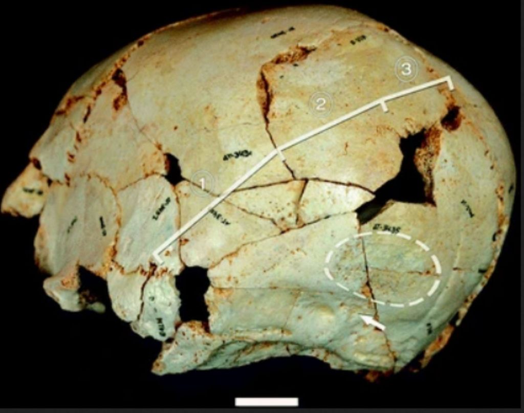 Cráneo 14, Sima de los Huesos